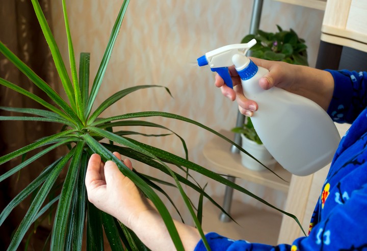 Nová záhrada - izbové rastliny